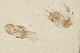 Four Cretaceous Fossil Shrimp (Carpopenaeus) - Hjoula, Lebanon - #201357-1